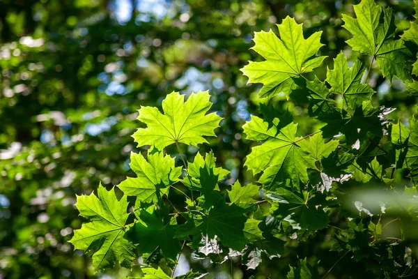 Зеленый Клен Листья Фона — стоковое фото