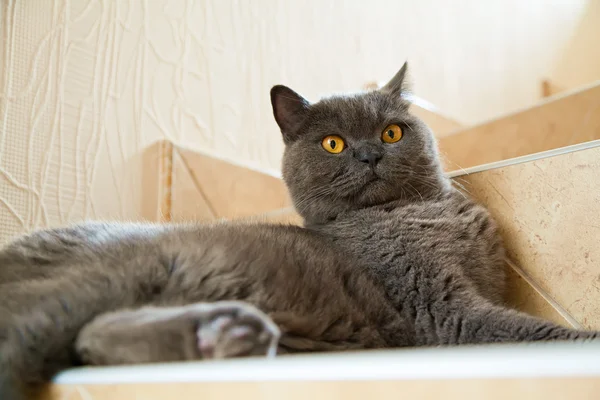 Britische Katze mit großen orangefarbenen Augen — Stockfoto