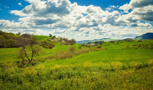 Pradera verde con flores de primavera — Foto de Stock