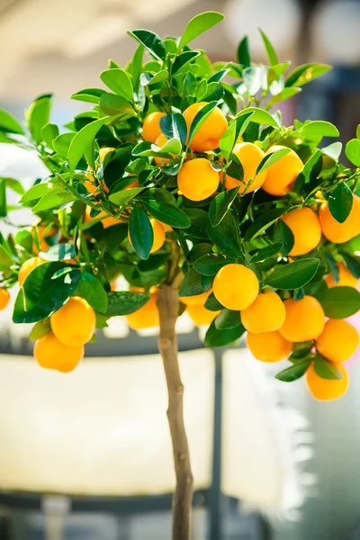 Pequena tangerina ornamental — Fotografia de Stock