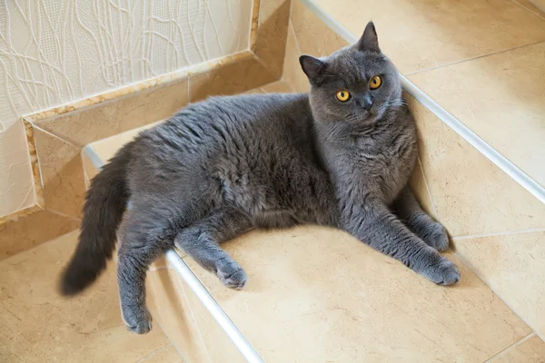 Gato acostado en la escalera — Foto de Stock