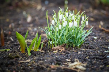 kardelen çiçek çiçeklenme