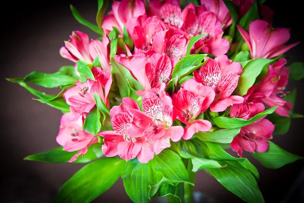 Bouquet of pink alstromeria — Stock Photo, Image