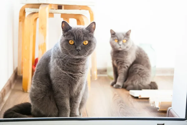 Zwei graue britische Katzen — Stockfoto