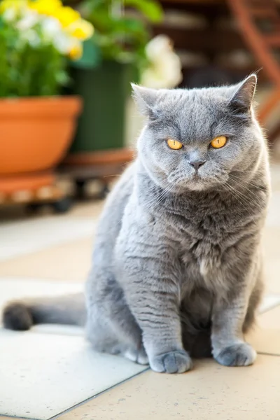 Ernstige grijs Britse kat — Stockfoto