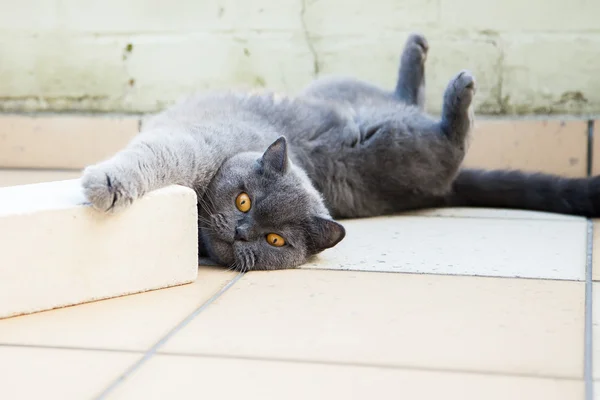 Katze liegt mit erhobenen Pfoten auf dem Boden — Stockfoto