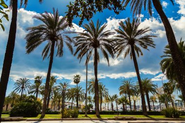 Palma de Mallorca'da palmiye ağaçları
