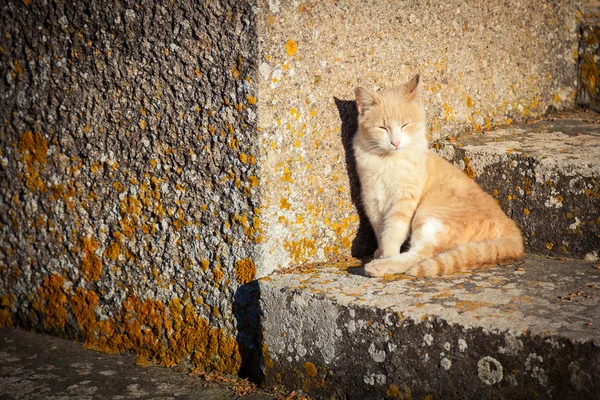 Kırmızı kedi güneşte tadını çıkarma — Stok fotoğraf