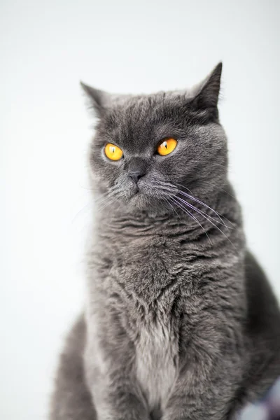 Британская кошка с широко открытыми оранжевыми глазами — стоковое фото