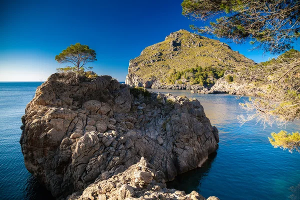 Lonely pine growing on a rocky hill near Sa Calobra — Stock Photo, Image