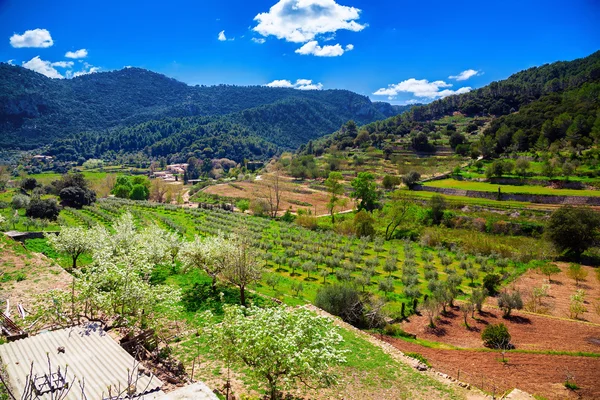 Vallei met olijfbomen en wijngaarden — Stockfoto