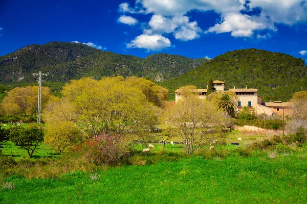 Paisaje de primavera en Mallorca — Foto de Stock