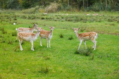 Yeşil bir çayırda duran benekli geyik yavrusu sürüsü. Orman geçmişi, vahşi yaşam, doğa ve sürü davranışları.