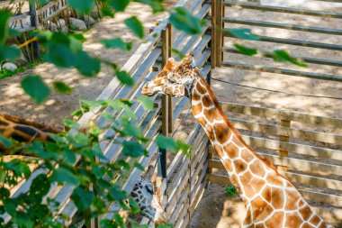 Zürafaların boynu ve başlarını güneşli, ahşap bir hayvanat bahçesi muhafazasında gösteren yeşil yapraklar üzerinden yüksek açılı manzara, doğal çerçeve yoluyla hayvan gözlem ve korunmasını vurguluyor.