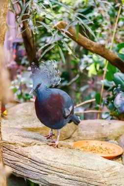 Viktorya döneminin dikey çekimleri bir kayanın üzerinde duran ve egzotik kuş türlerini, habitat güzelliğini ve vahşi yaşamı temsil eden muhteşem mavi dantelli bir armayla taçlandırılmış güvercin.