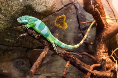 Canlı yeşil ve beyaz çizgili kertenkele tropikal bir teraryumun kalın bir dalında dinleniyor, yaşam alanındaki egzotik sürüngen yaban hayatını, rengini ve dokusunu gösteriyor.
