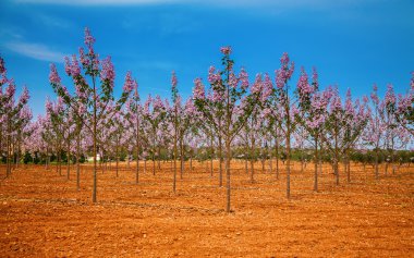 Paulownia ağaçları plantasyon