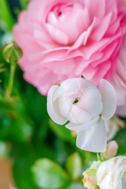 Bahçe makro manzarasında çiçek açan zarif düğün çiçekleri. Romantik tebrik kartı tasarımı ve botanik estetiği için canlı yeşil yapraklar.