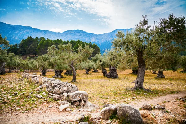 Beautiful old olive trees valley — Stock Photo, Image