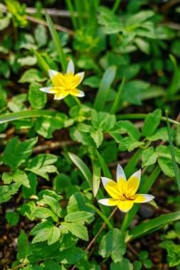 Mevsimlik çevre arka planı için güneşli bir parkta canlı yeşil yapraklar arasında büyüyen sivri uçlu iki sarı orman lalesi.