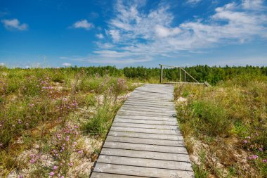 Uzak bir kuzey manzarasında mor kır çiçekleri ve yeşil bitki örtüsüyle deniz kenarındaki bir çayırdan geçen eski kereste yolu barışçıl yürüyüş yolları ve çevre koruma alanlarını temsil ediyor.