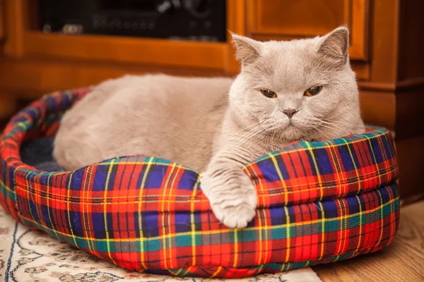 Gato britânico deitado em sua cama — Fotografia de Stock