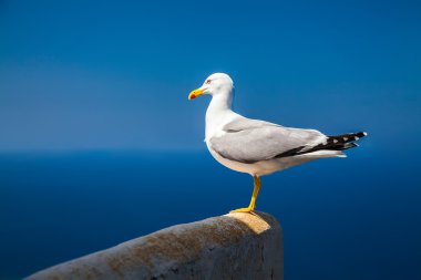 gökyüzü ve deniz arka plan ile yalnız martı