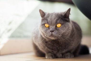 avcılık gri İngiliz kedi