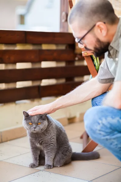 Man aaien Britse kat — Stockfoto