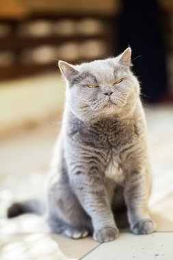 kedi gözleri kadar vidalama