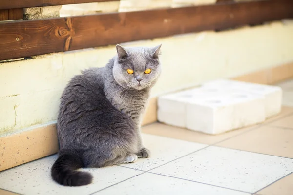 Gato con los ojos anaranjados abiertos —  Fotos de Stock