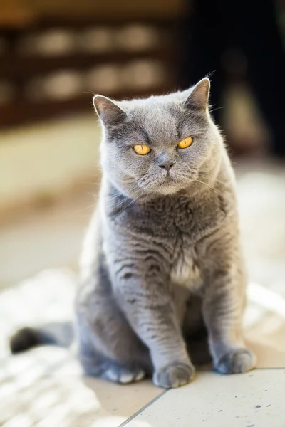 Unpleased british gray cat — Stock Photo, Image