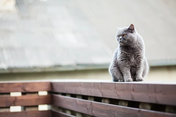 Gato sentado en el borde del parapeto —  Fotos de Stock