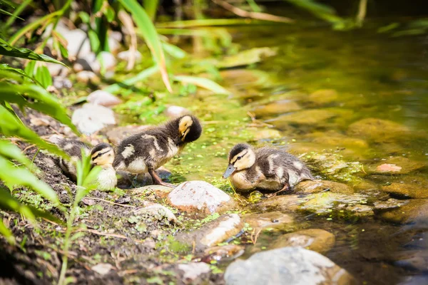 Eendjes preening veren — Stockfoto