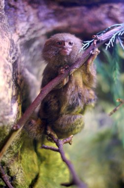 cüce marmoset