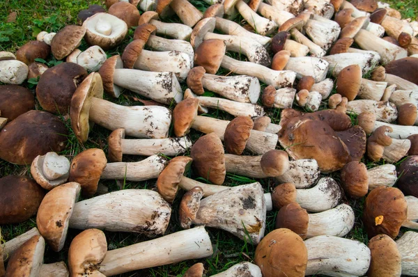 Mushrooms (boletus edulis) — Stock Photo, Image