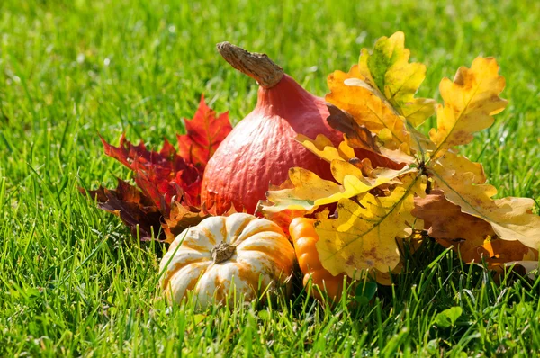 Pumpkins with fall leaves on the grass — Stock Photo, Image