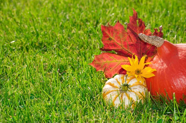 Calabazas con hojas de otoño en la hierba —  Fotos de Stock