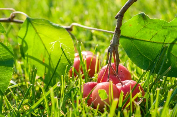 Rajský jablka — Stock fotografie