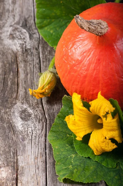 Kürbisse über hölzernen Hintergrund — Stockfoto