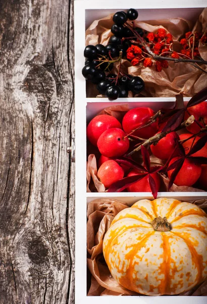 Box med pumpa — Stockfoto