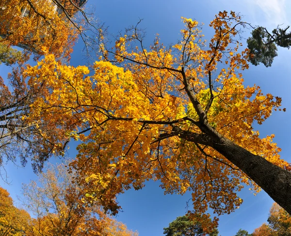 Осеннее дерево против ярко-голубого неба . — стоковое фото