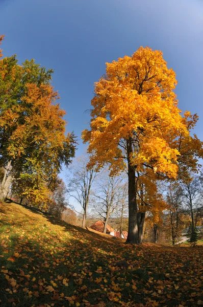 Herbstbaum — Stockfoto