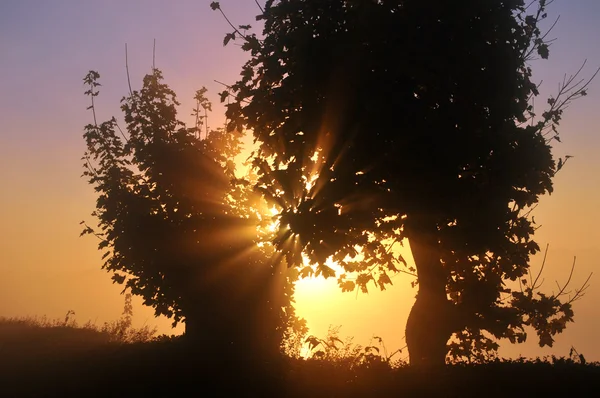 Sun behind the trees — Stock Photo, Image