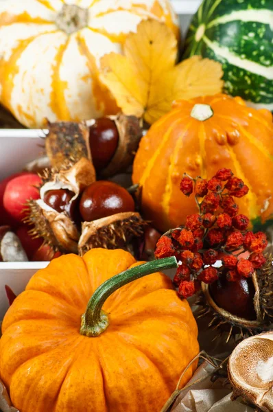 Box with pumpkins — Stock Photo, Image