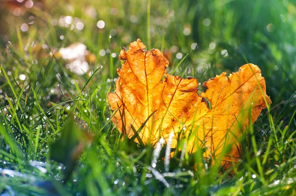 Herbe floue avec feuille d'automne crash — Photo