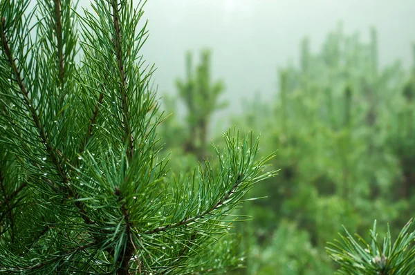 Hisse senedi dikim çam