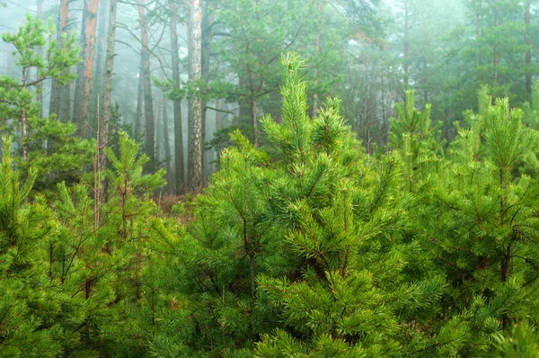 Pine planting stock — Stock Photo, Image