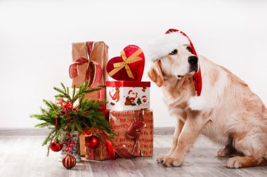 Bir yılbaşı iç retriever köpek yavrusu