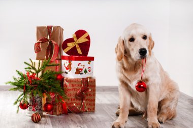 Bir Noel top Diş tutan retriever köpek yavrusu